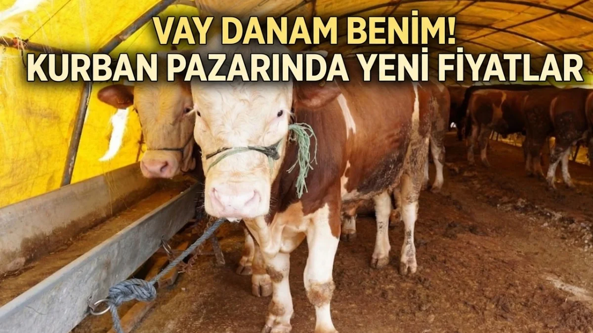 Kurban Pazarlarında 2026 Ateşi! Büyükbaş Kilo Fiyatı 510 Liradan Başlıyor